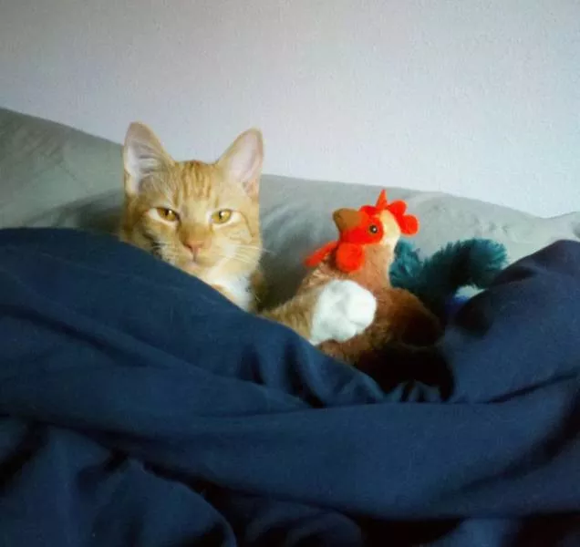 Unique cats - #46  Unique cats - #46