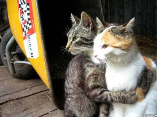 Chats pas comme les autres
