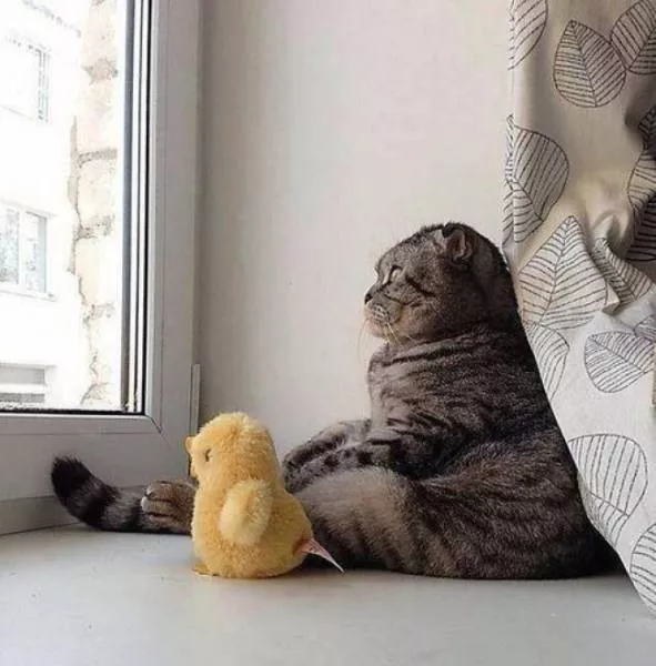Chats pas comme les autres - #5 