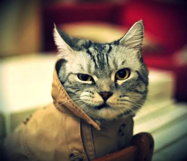 Unique cats - #50  Unique cats - #50