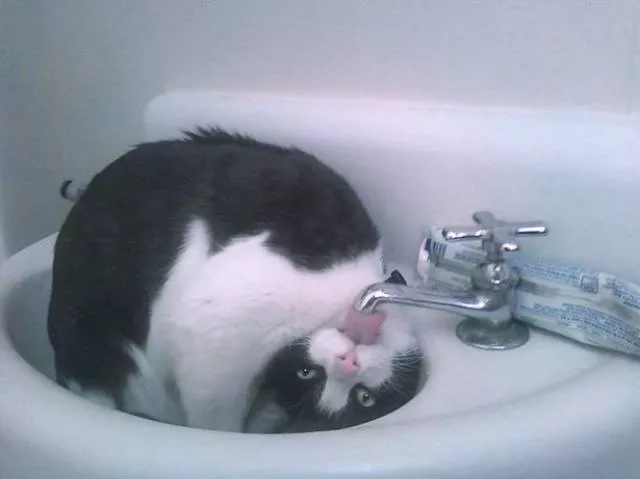 Chats pas comme les autres - #6 