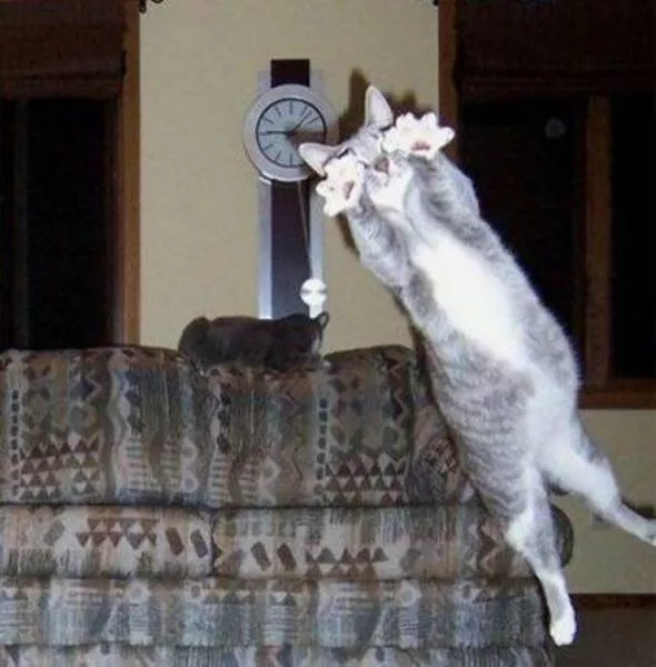 Chats pas comme les autres - #7 