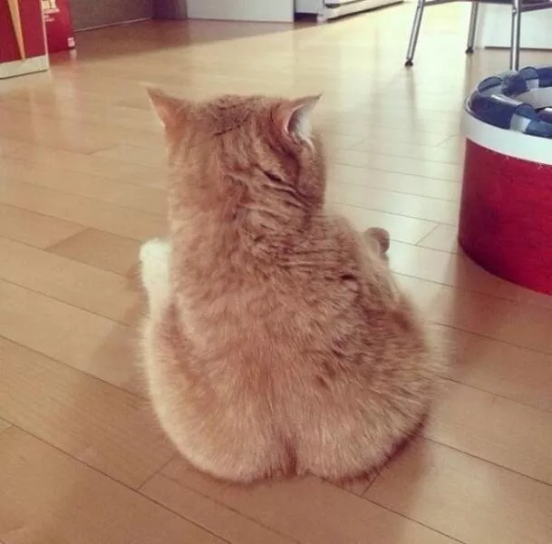 Unique cats - #8 