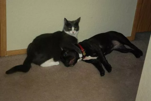 Chats pas comme les autres - #9 