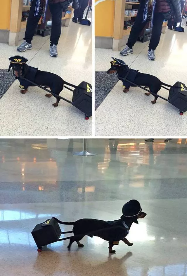 Les meilleures photos de chiens droles - #1 