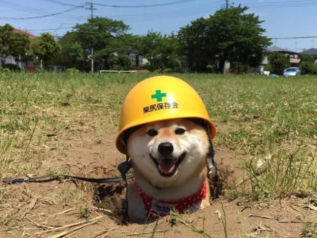 Les meilleures photos de chiens droles - #10 