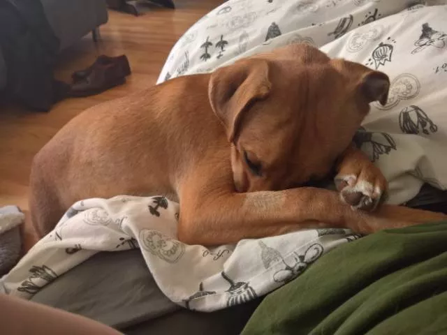 Les meilleures photos de chiens droles - #11 