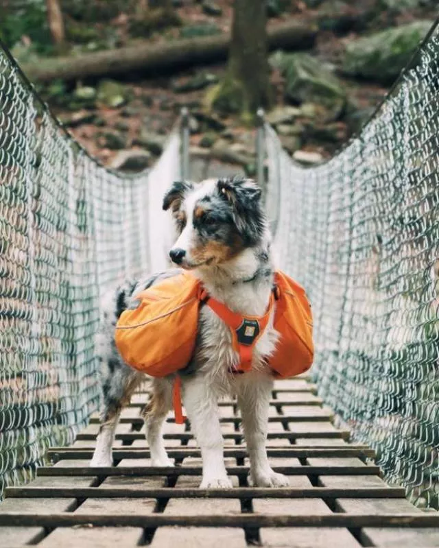 Les meilleures photos de chiens droles - #12 