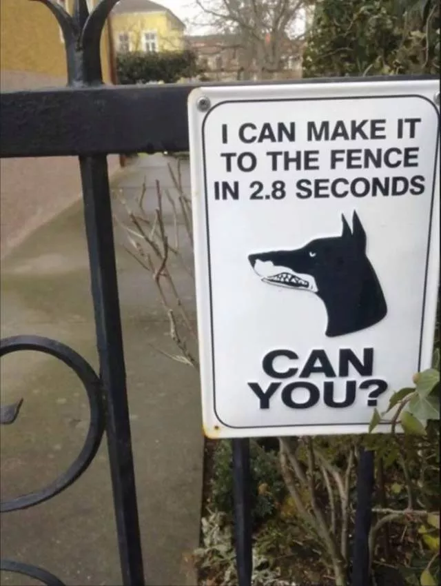 The best funny dogs pictures - #13 