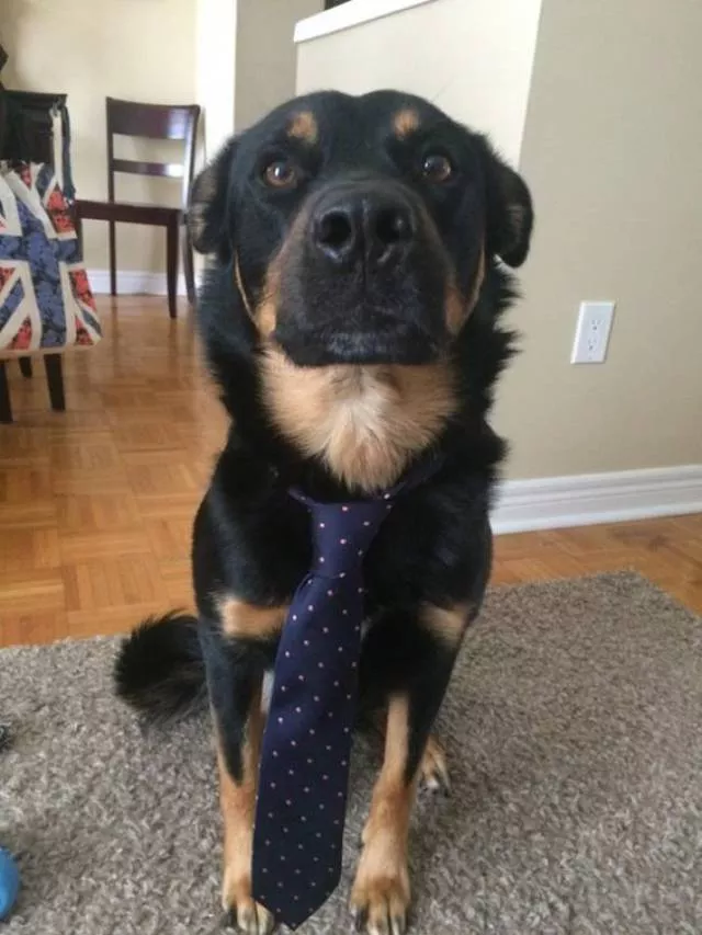 The best funny dogs pictures - #14 
