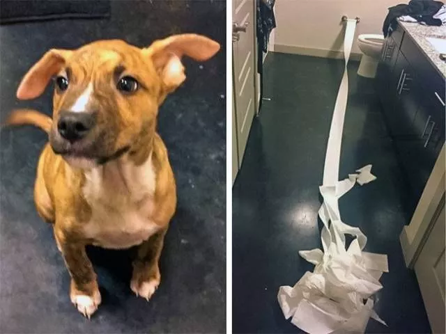 Les meilleures photos de chiens droles - #15 