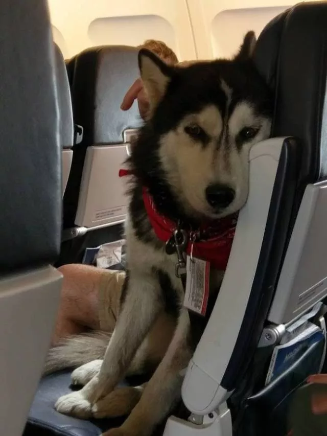The best funny dogs pictures - #16 