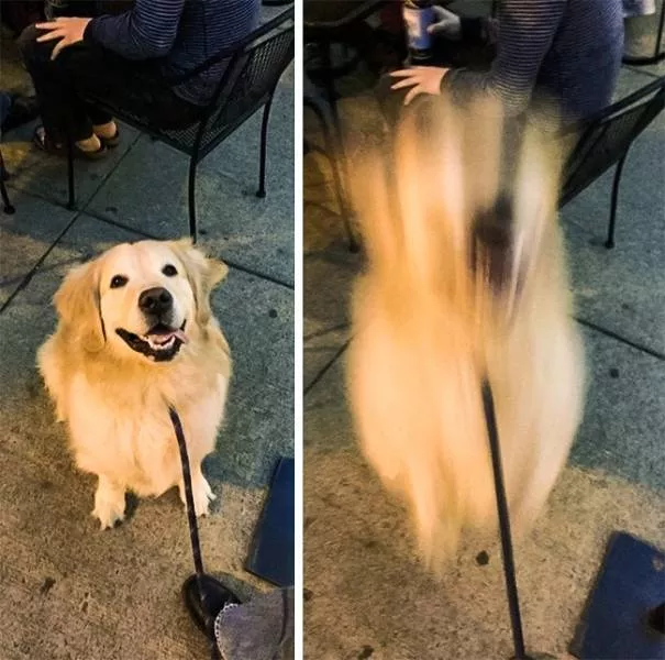 Les meilleures photos de chiens droles - #17 