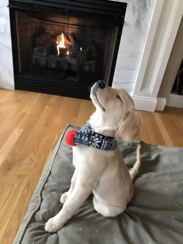 The best funny dogs pictures - #19 