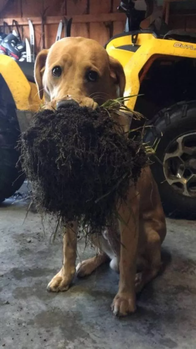 Les meilleures photos de chiens droles - #20 