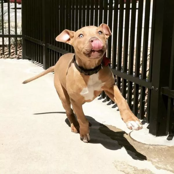 Les meilleures photos de chiens droles - #21 