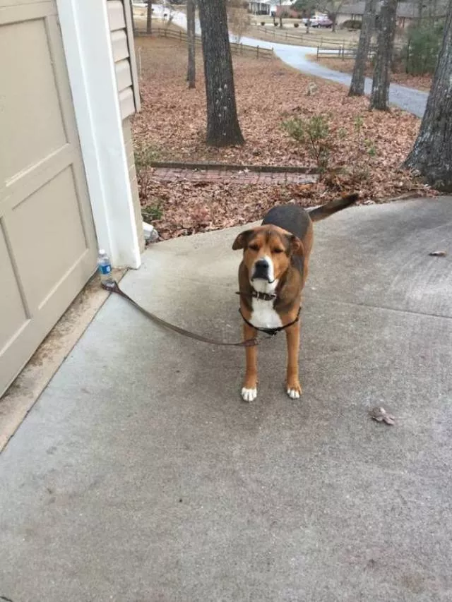 The best funny dogs pictures - #22 