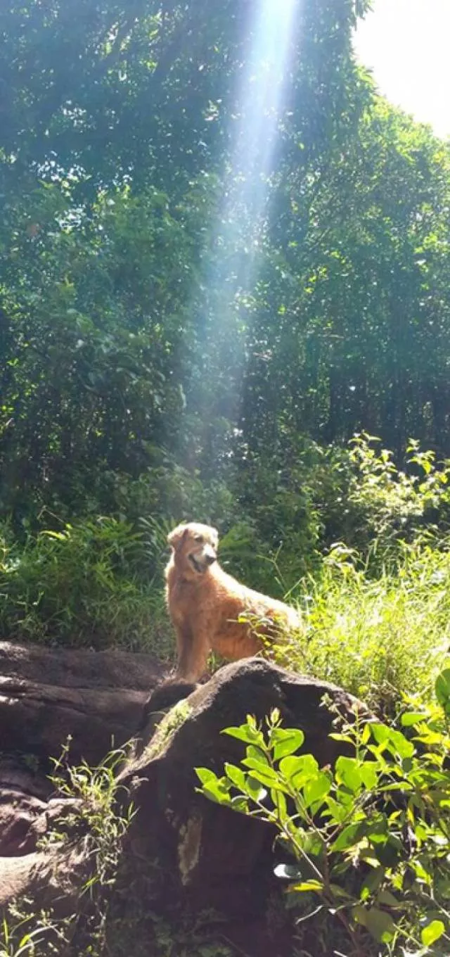Les meilleures photos de chiens droles - #23 