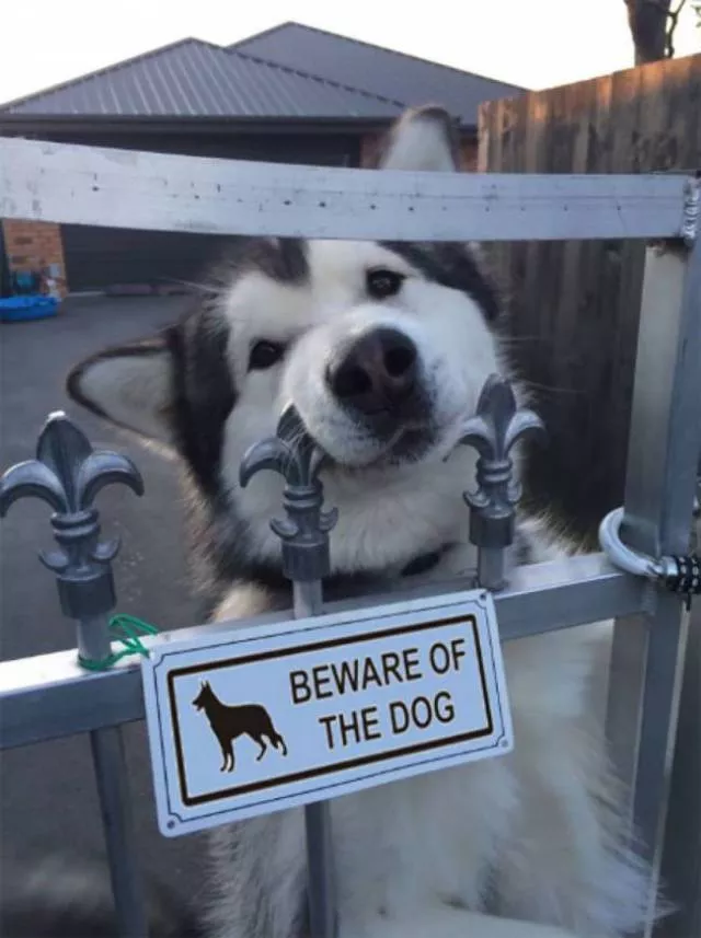 Les meilleures photos de chiens droles - #24 