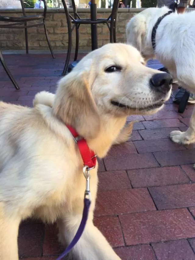 Les meilleures photos de chiens droles - #25 