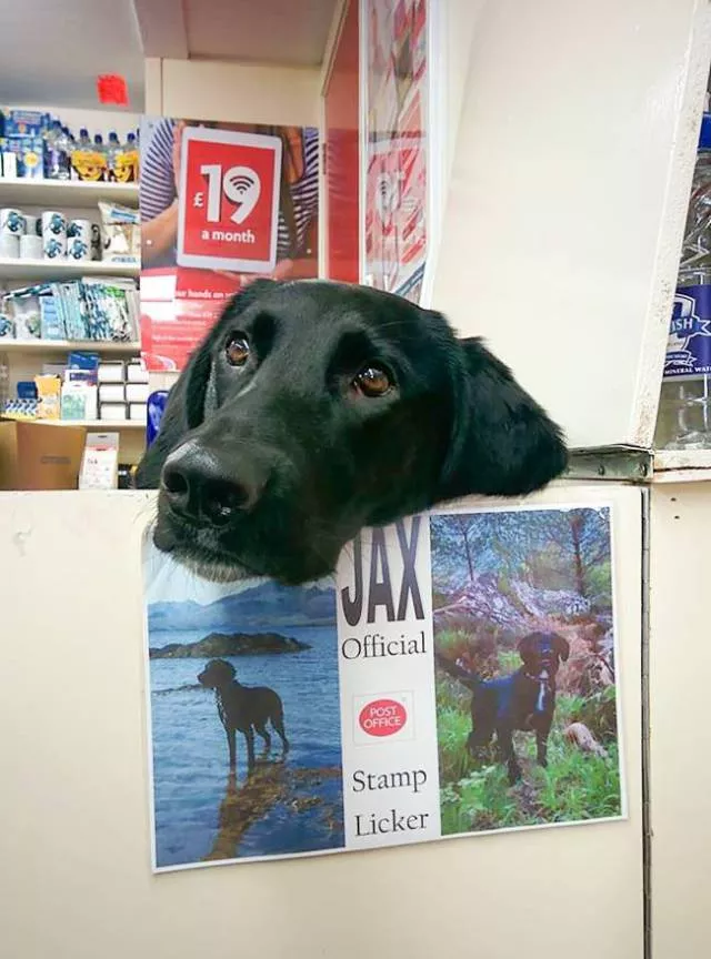 Les meilleures photos de chiens droles - #7 
