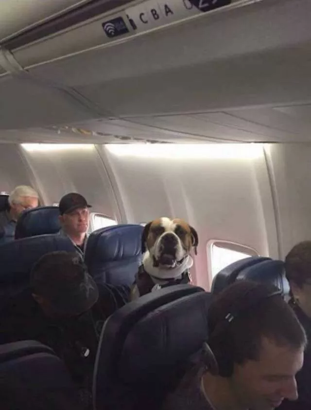 Les meilleures photos de chiens droles - #8 