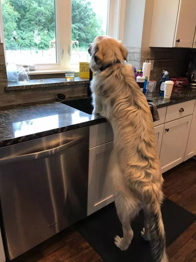 Les meilleures photos de chiens droles - #9 