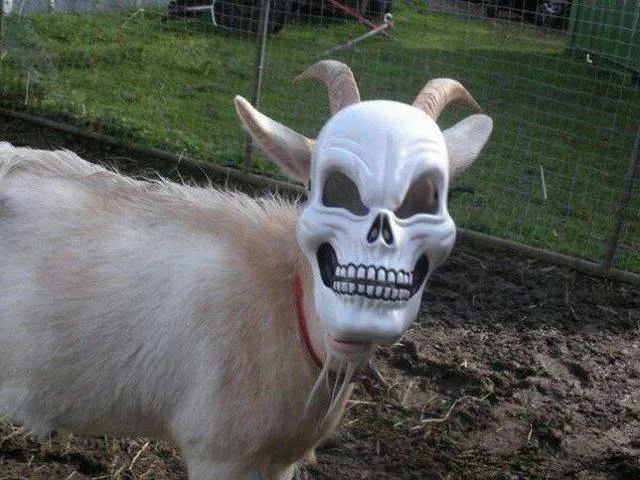 Picdump 249 - #24 