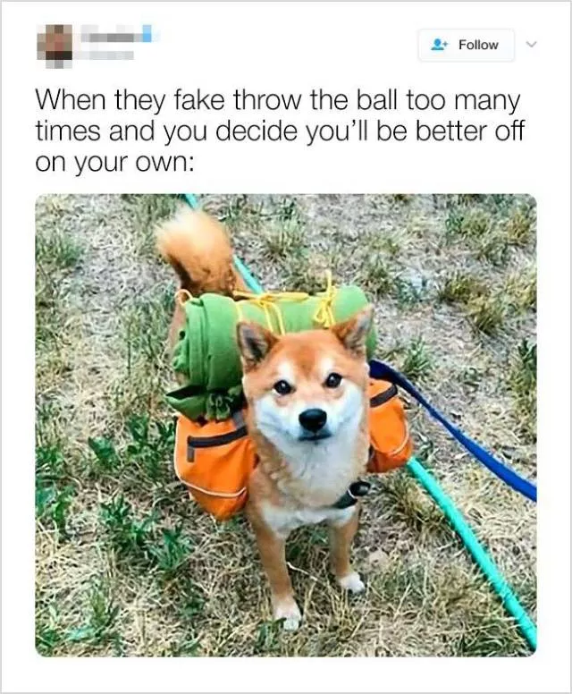 Cute and funny animals in pictures and videos - #11 