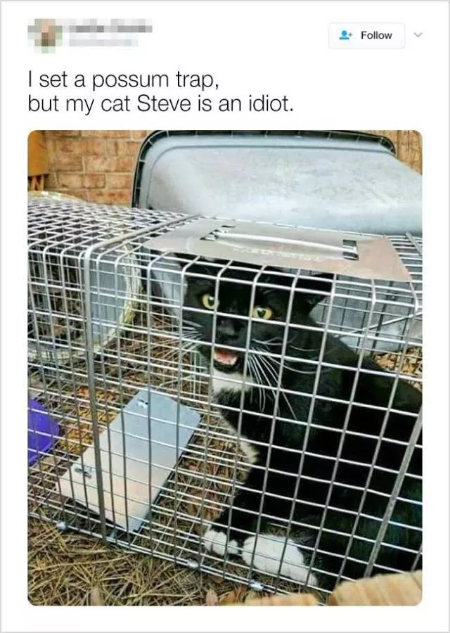 Cute and funny animals in pictures and videos - #12 
