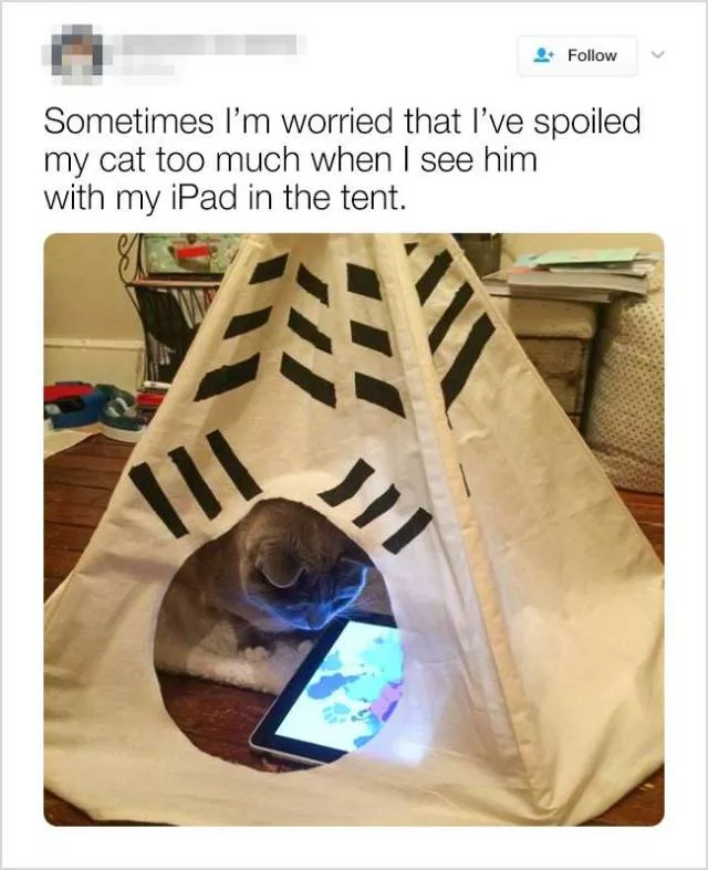 Cute and funny animals in pictures and videos - #13 