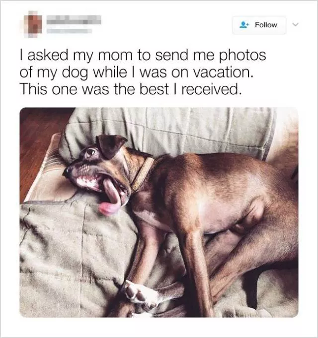Cute and funny animals in pictures and videos - #14 
