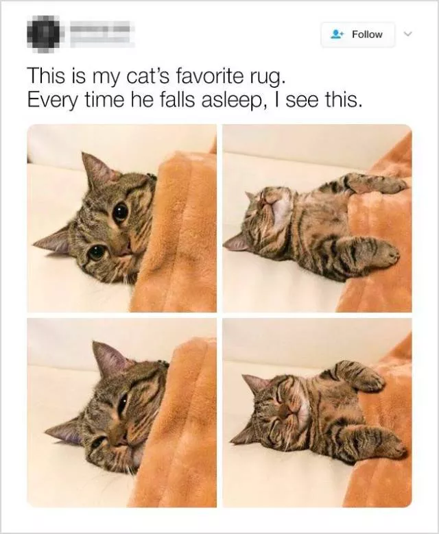 Animaux mignons et droles en video et photos - #15 