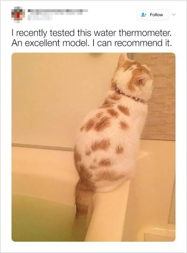 Animaux mignons et droles en video et photos - #19 