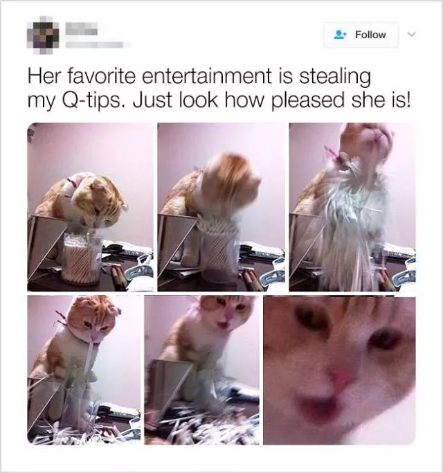 Cute and funny animals in pictures and videos - #2 