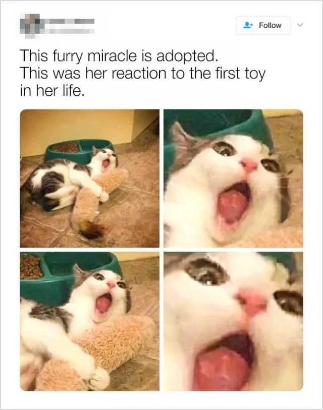 Cute and funny animals in pictures and videos