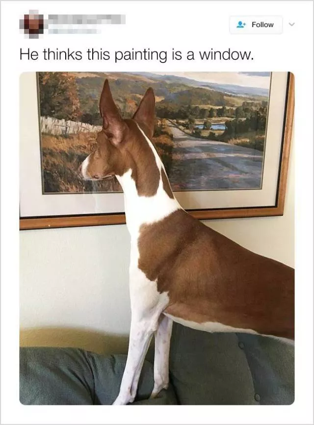 Cute and funny animals in pictures and videos - #21 