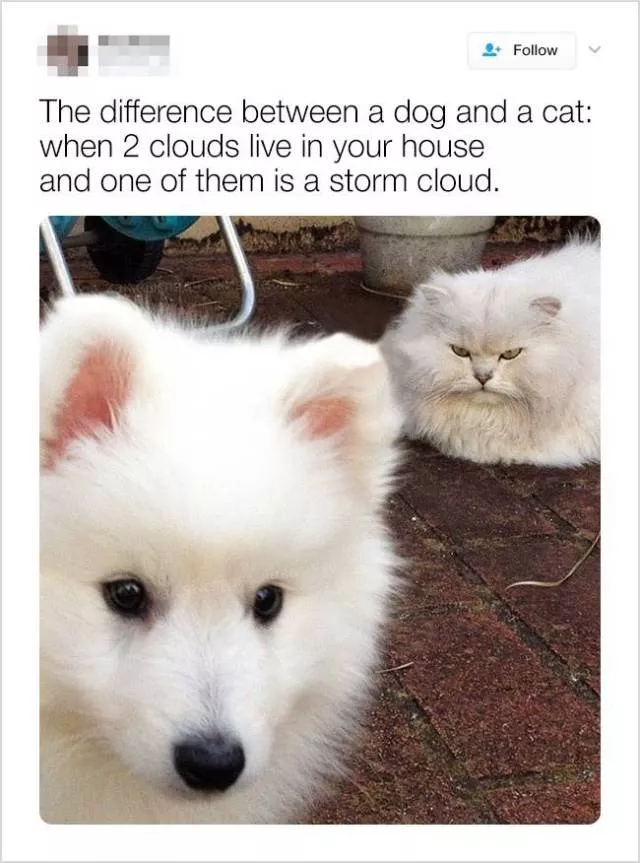 Animaux mignons et droles en video et photos - #22 