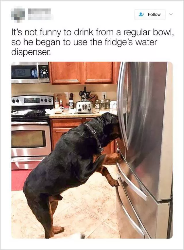 Cute and funny animals in pictures and videos - #23 