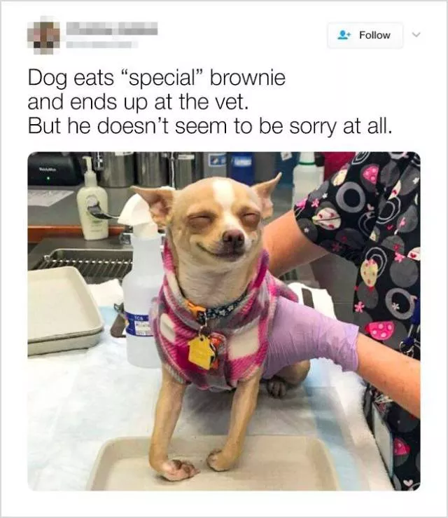 Cute and funny animals in pictures and videos - #24 