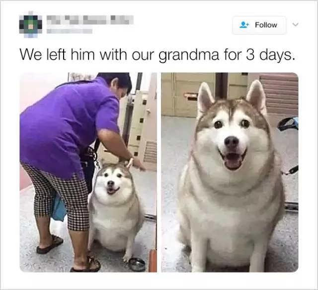 Cute and funny animals in pictures and videos - #5 
