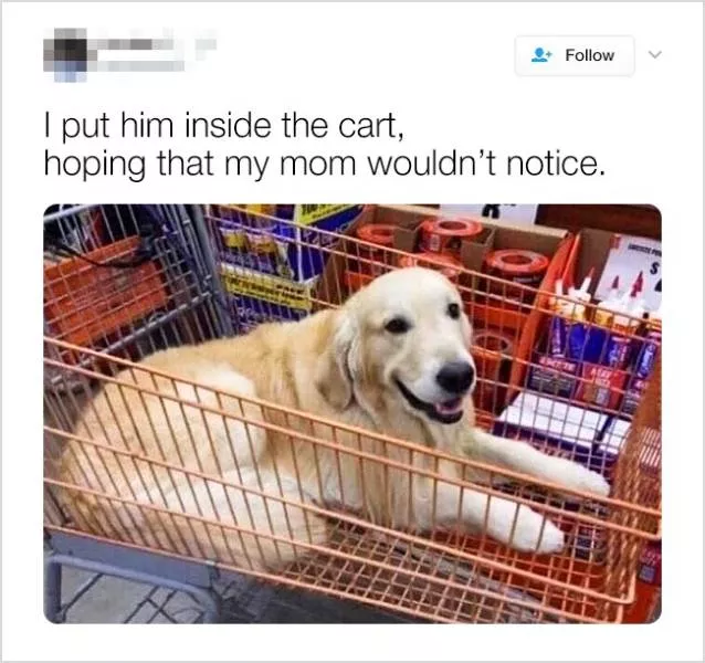 Cute and funny animals in pictures and videos - #6 