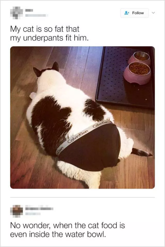 Cute and funny animals in pictures and videos - #7 