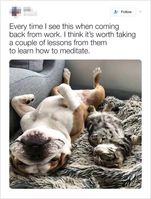 Cute and funny animals in pictures and videos - #8 