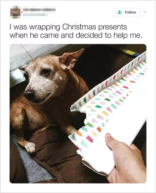 Cute and funny animals in pictures and videos - #9 
