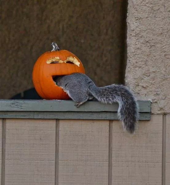 Picdump 251 - #29 