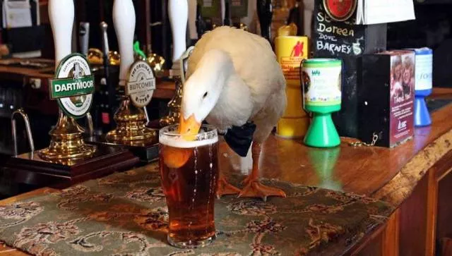 Picdump 252 - #16 
