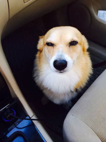 Chiens mignons et hilarants en action - #10 