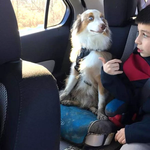 Chiens mignons et hilarants en action - #11 
