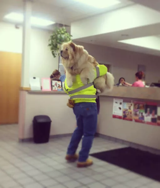 Chiens mignons et hilarants en action - #12 